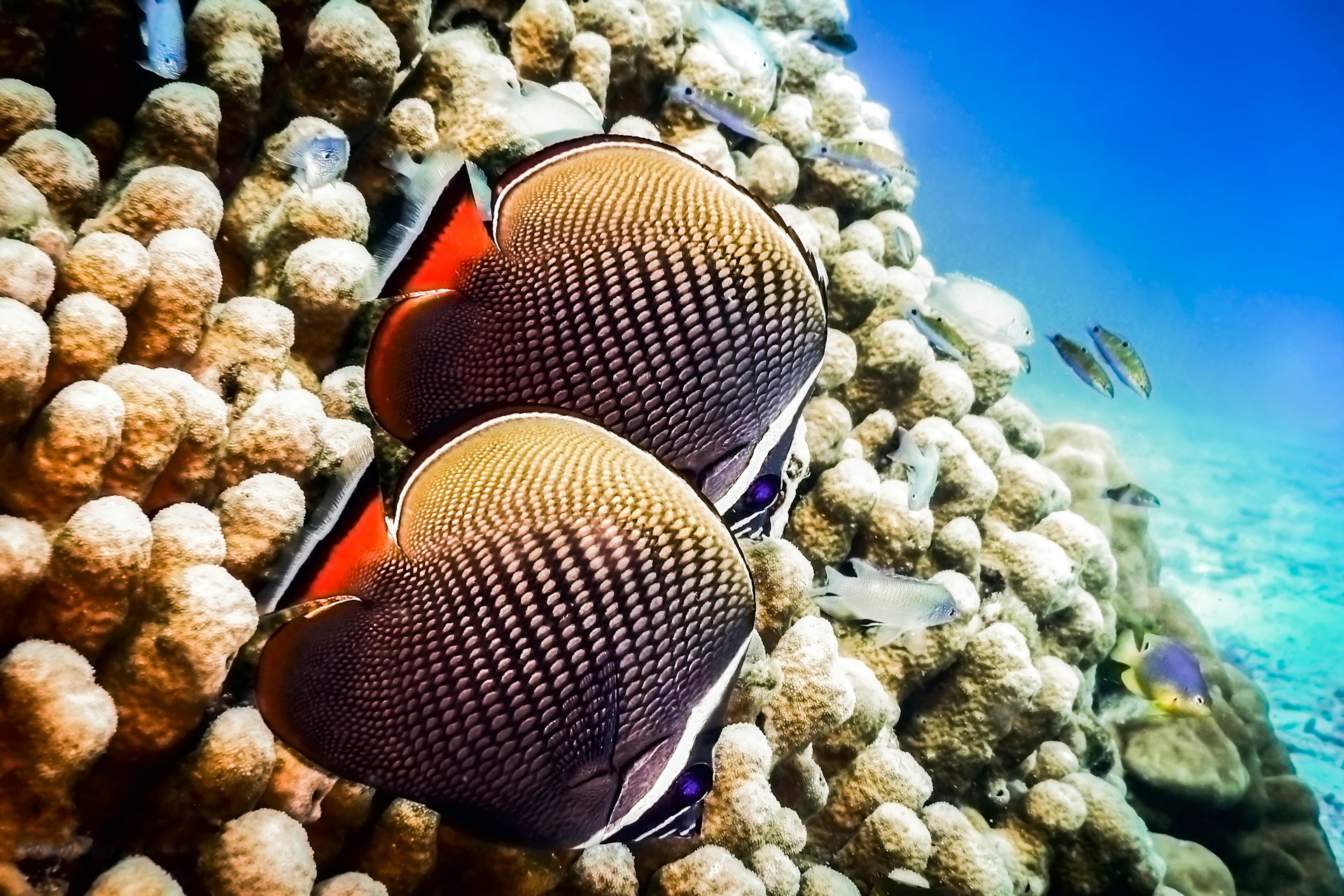 Snorkeling Andaman